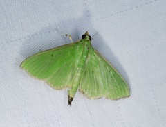 Parotis punctiferalis