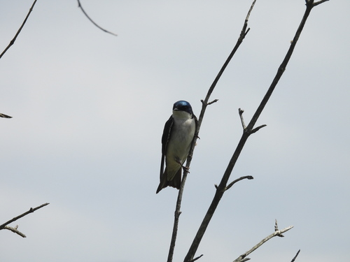 iNaturalist observation photo of Tree Swallow