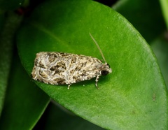 Phaecasiophora leechi