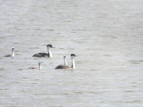 iNaturalist observation photo of Western Grebe