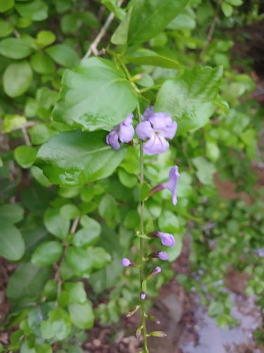 Duranta erecta