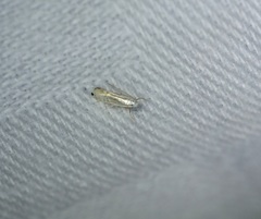 Phyllocnistis citrella