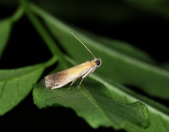 Piesmopoda semilutea