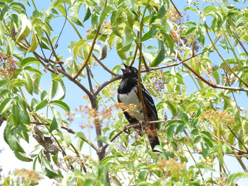 iNaturalist observation photo of Spotted Towhee