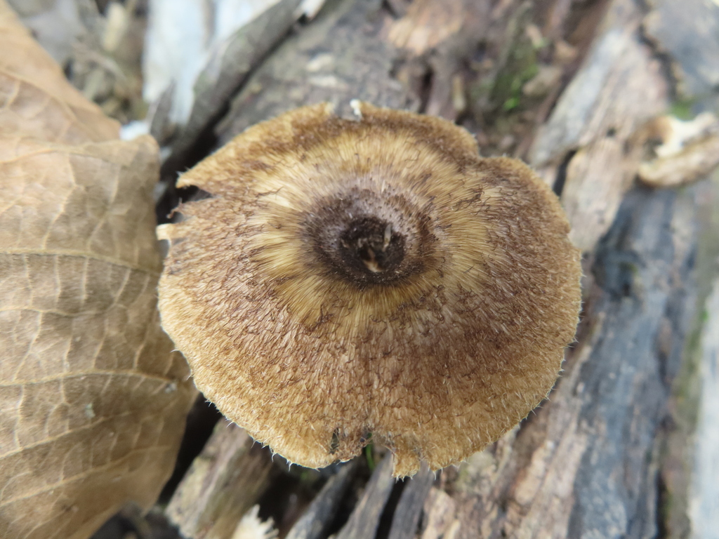Lentinus crinitus · April 2025 · photo: © eric-schmitty (iNaturalist, cc-by)