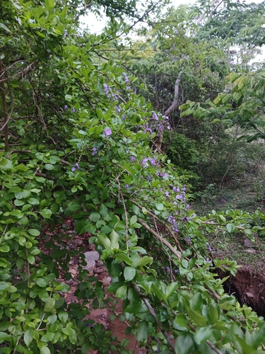 Duranta erecta