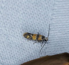 Promalactis lobatifera