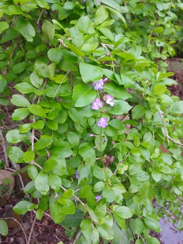 Duranta erecta
