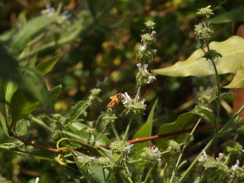 iNaturalist observation photo of Fiery Skipper