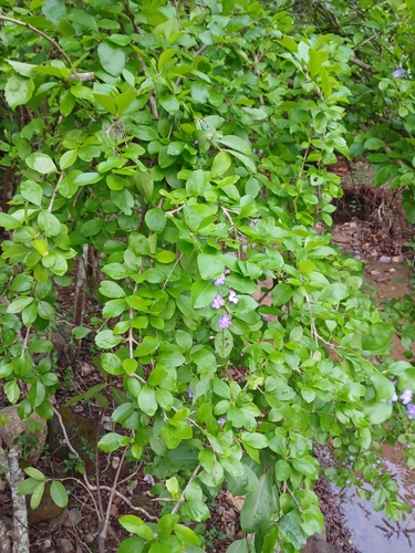 Duranta erecta