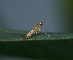 Stomphastis polygoni