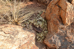 Adromischus umbraticola