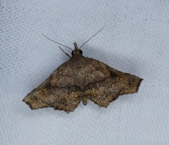 Throana pectinifer