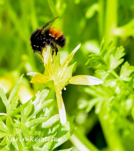 Black-tailed Bumble Bee (Bombus melanopygus), a species recorded in Oregon