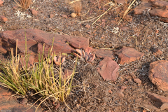 Adromischus umbraticola