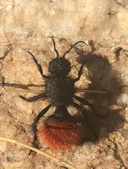 Dasymutilla zelaya