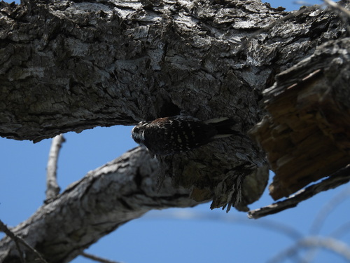 iNaturalist observation photo of Nuttall's Woodpecker
