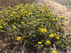 Deinandra corymbosa
