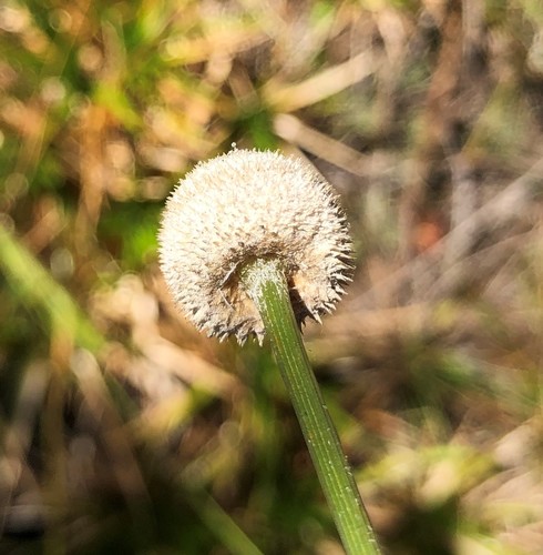 (linked from Eriocaulon decangulare) Eriocaulon image
