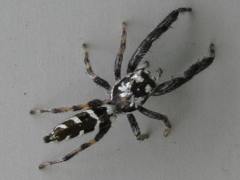 Mendoza elongata