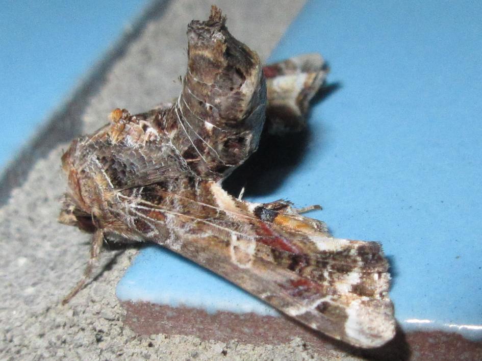 Eutelia geyeri