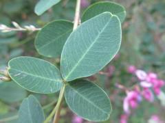 Lespedeza cyrtobotrya
