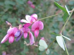Lespedeza cyrtobotrya