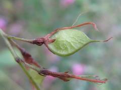 Lespedeza cyrtobotrya