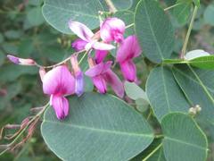 Lespedeza cyrtobotrya