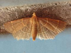 Hypsopygia glaucinalis