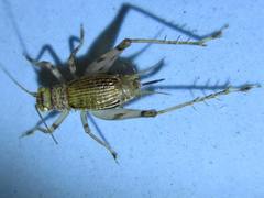 Svistella bifasciata