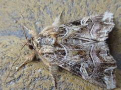 Callopistria duplicans