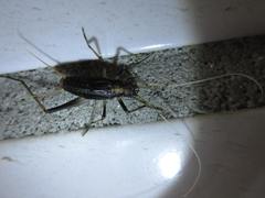 Meloimorpha japonica