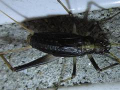 Meloimorpha japonica