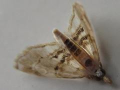 Trichophysetis cretacea