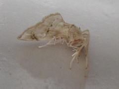Trichophysetis cretacea