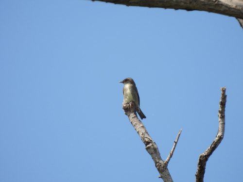 iNaturalist observation photo of Olive-sided Flycatcher