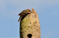 Colaptes fernandinae