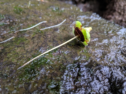 Stinkwood (Foetidia mauritiana)