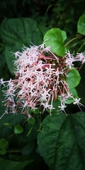 Clerodendrum bungei