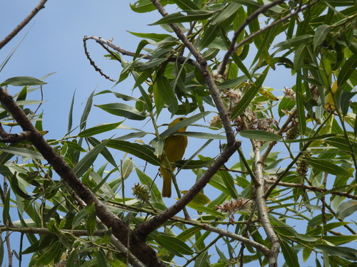 iNaturalist observation photo of Northern Yellow Warbler