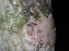 Catocala sponsa