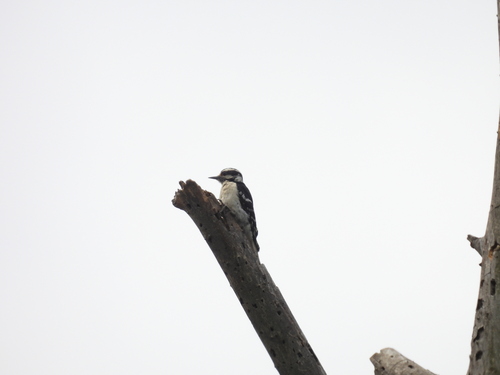 iNaturalist observation photo of Downy Woodpecker
