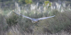 Botaurus poiciloptilus