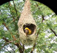 Ploceus philippinus