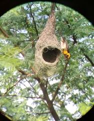 Ploceus philippinus