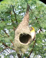 Ploceus philippinus