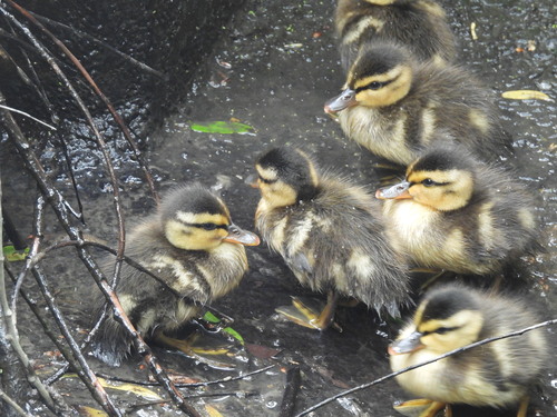 iNaturalist observation photo of Mallard
