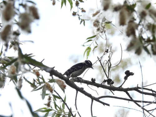 iNaturalist observation photo of Downy Woodpecker