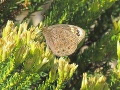 Dira clytus eurina